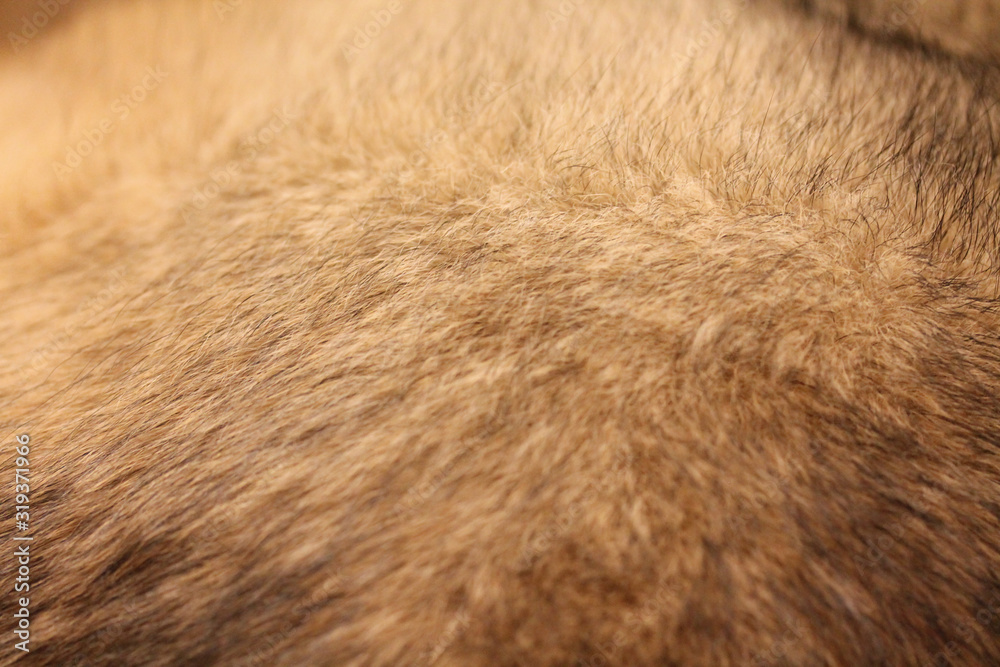 Fototapeta Abstract background of mixed breed dog fur close up. Domestic animal wool. Large or medium sized pooch. Sable colored fur