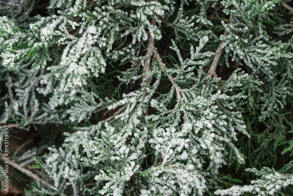 natural green background. closeup juniper branches covered with hoarfrost. natural green background. closeup juniper branches covered with hoarfrost.