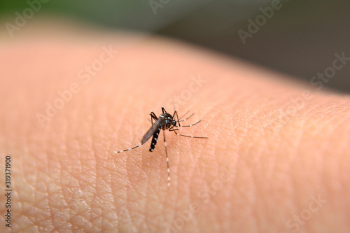 mosquitoes that are sucking blood
