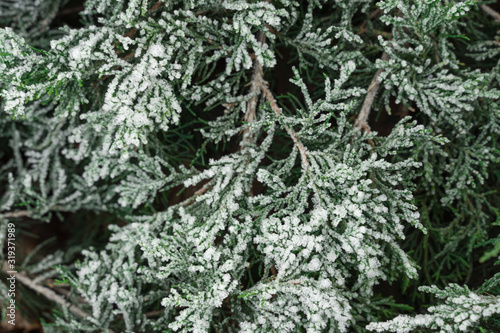 natural green background. closeup juniper branches covered with hoarfrost. © Елена Гурова