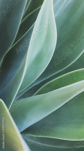 Soft focus on agave plant, different shades of green leaves