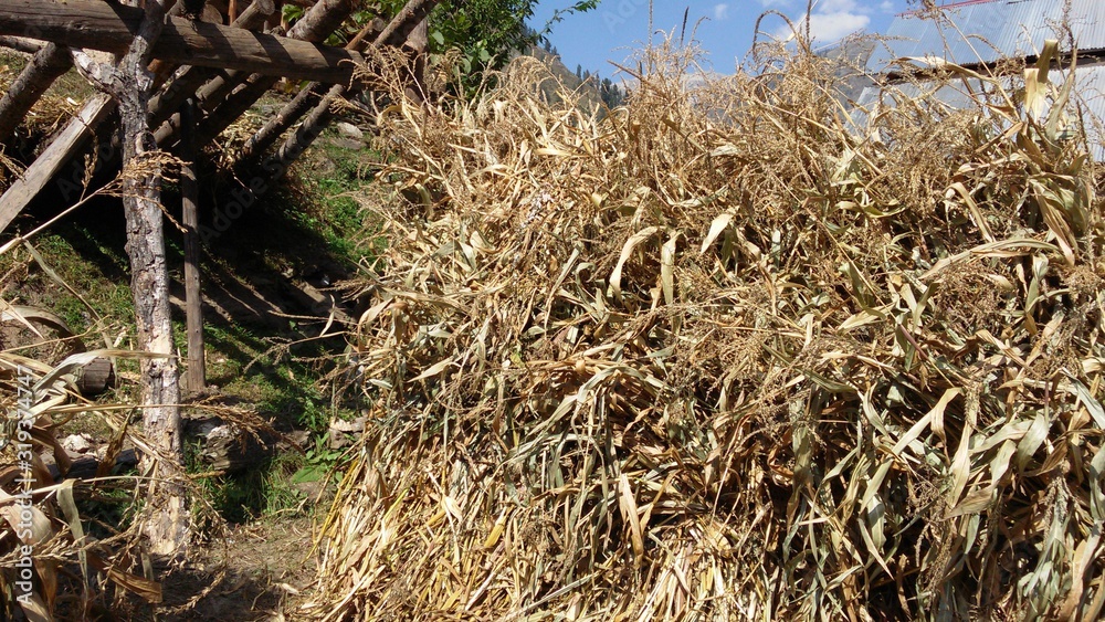 Fototapeta premium corn stock