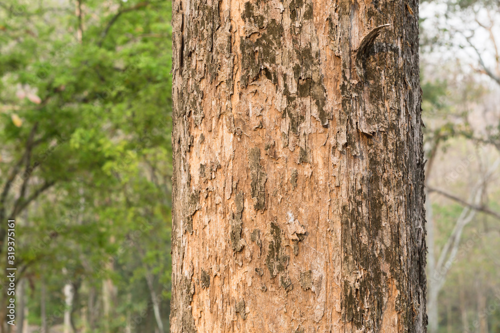 tree in the forest with blurred background