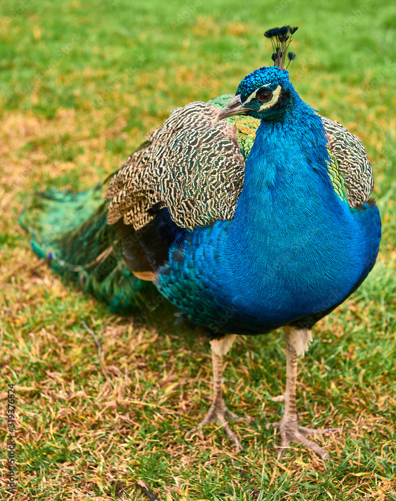 Obraz premium Peacock at Cecilio Rodríguez Gardens in Retiro Park Madrid