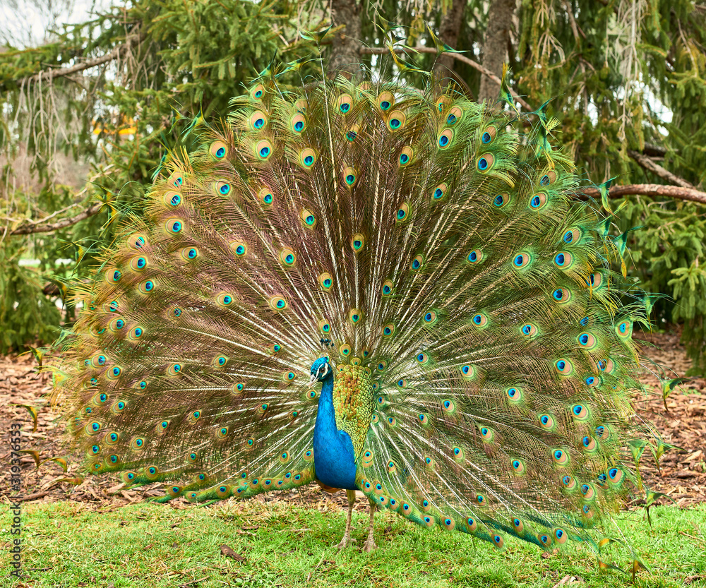 Obraz premium Peacock at Cecilio Rodríguez Gardens in Retiro Park Madrid