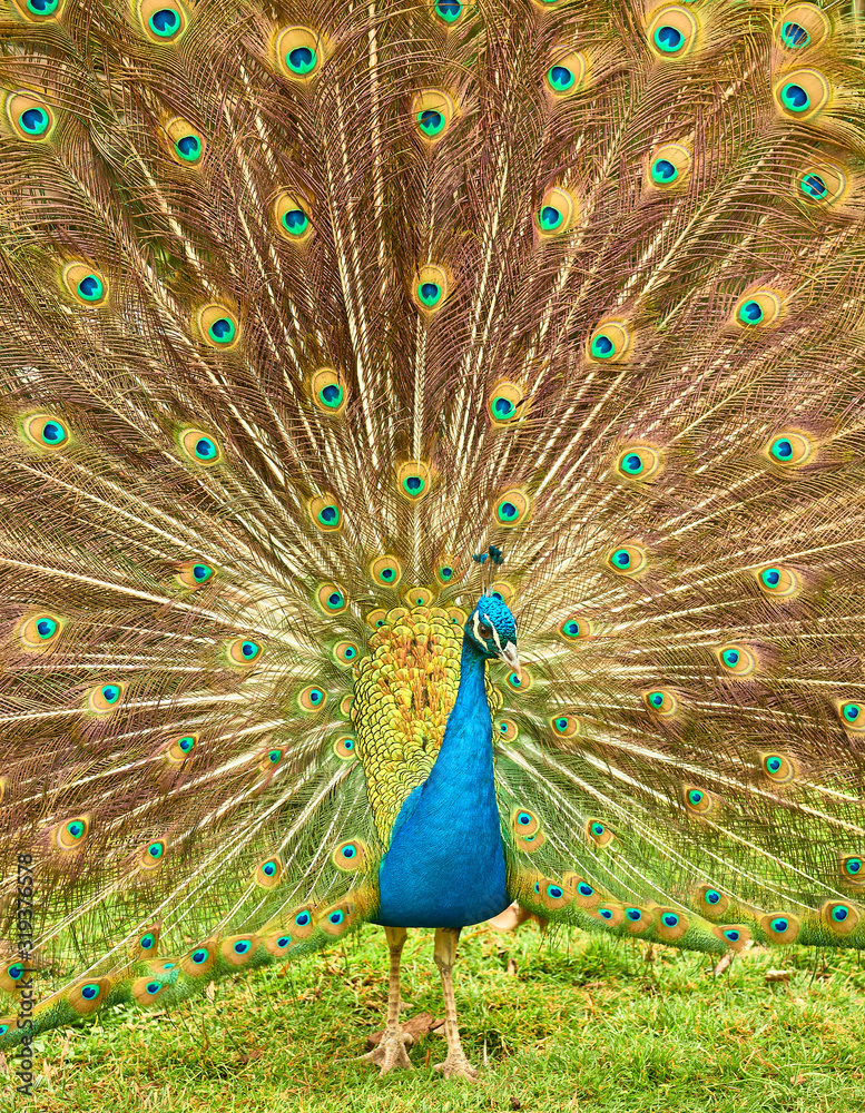 Obraz premium Peacock at Cecilio Rodríguez Gardens in Retiro Park Madrid