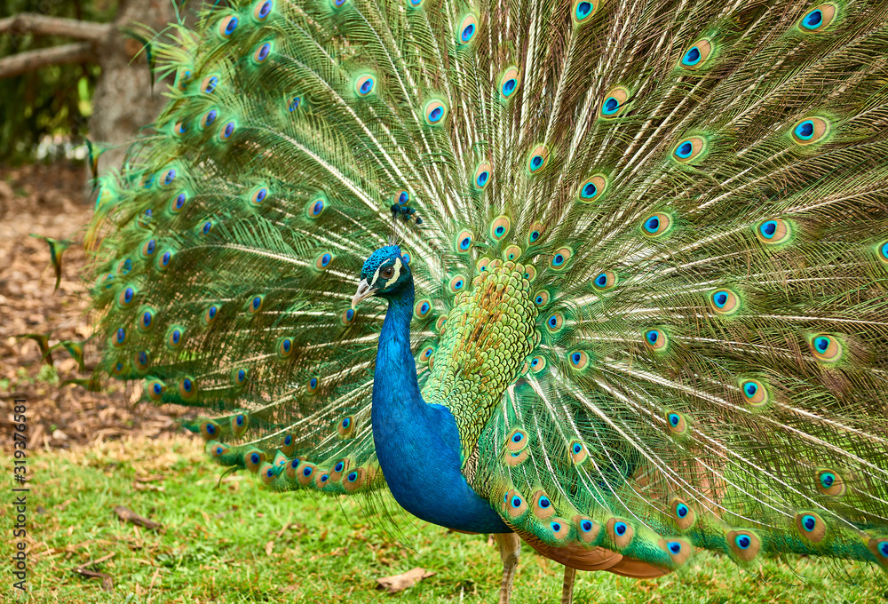 Obraz premium Peacock at Cecilio Rodríguez Gardens in Retiro Park Madrid