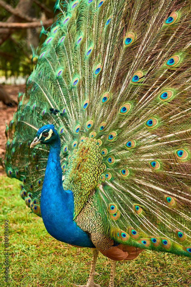 Obraz premium Peacock at Cecilio Rodríguez Gardens in Retiro Park Madrid