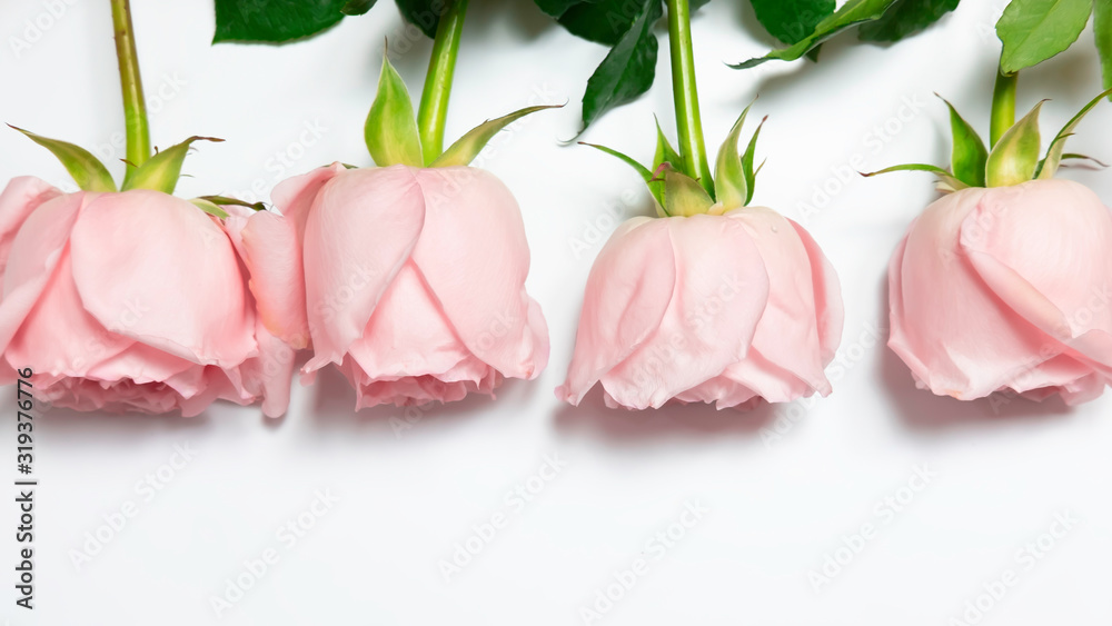 Light pink rose flowers composition on white background.Sweet and pastel color banner.Top view banner and copy space.