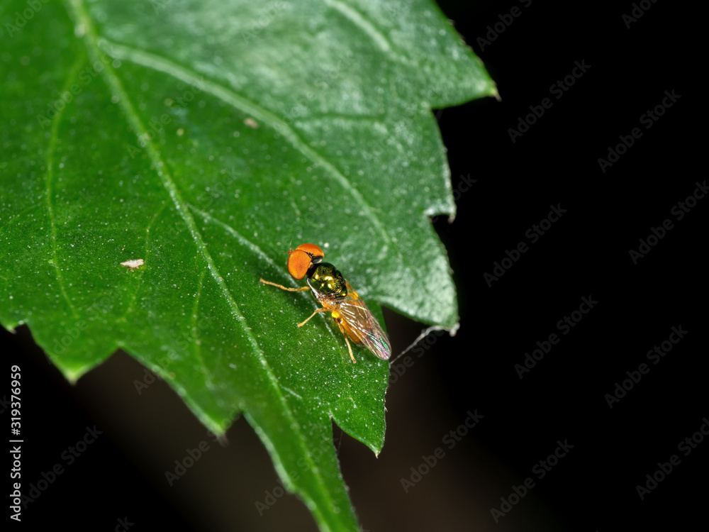 Macro Photo of Litttle Beautiful Fly on Green Leaf Isolated on Black Background Macro Photo of Litttle Beautiful Fly on Green Leaf Isolated on Black Background