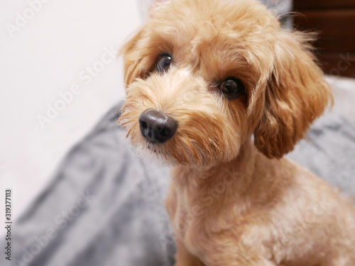 じっと座って見つめるかわいいアプリコットの小型犬 マルプー トイプードル Stock Photo Adobe Stock じっと座って見つめるかわいいアプリコットの小型犬 マルプー トイプードル Stock Photo Adobe Stock