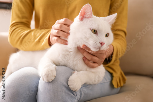 Fototapeta Naklejka Na Ścianę i Meble -  Young woman with her beautiful white cat at home, closeup. Fluffy pet
