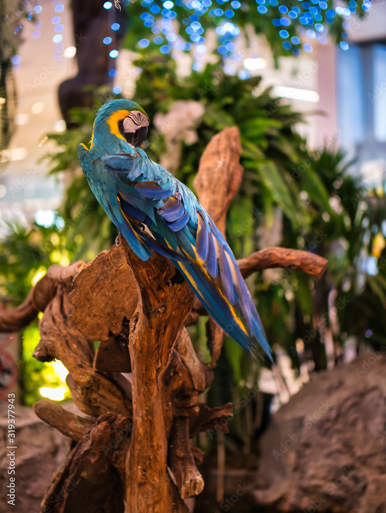 Take photos of the colorful macaw parrots with the bird care staff at