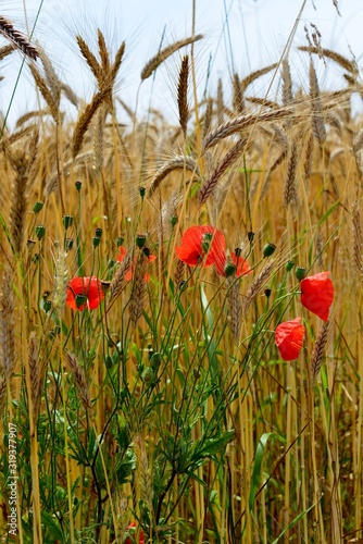 field of red poppies in wheat