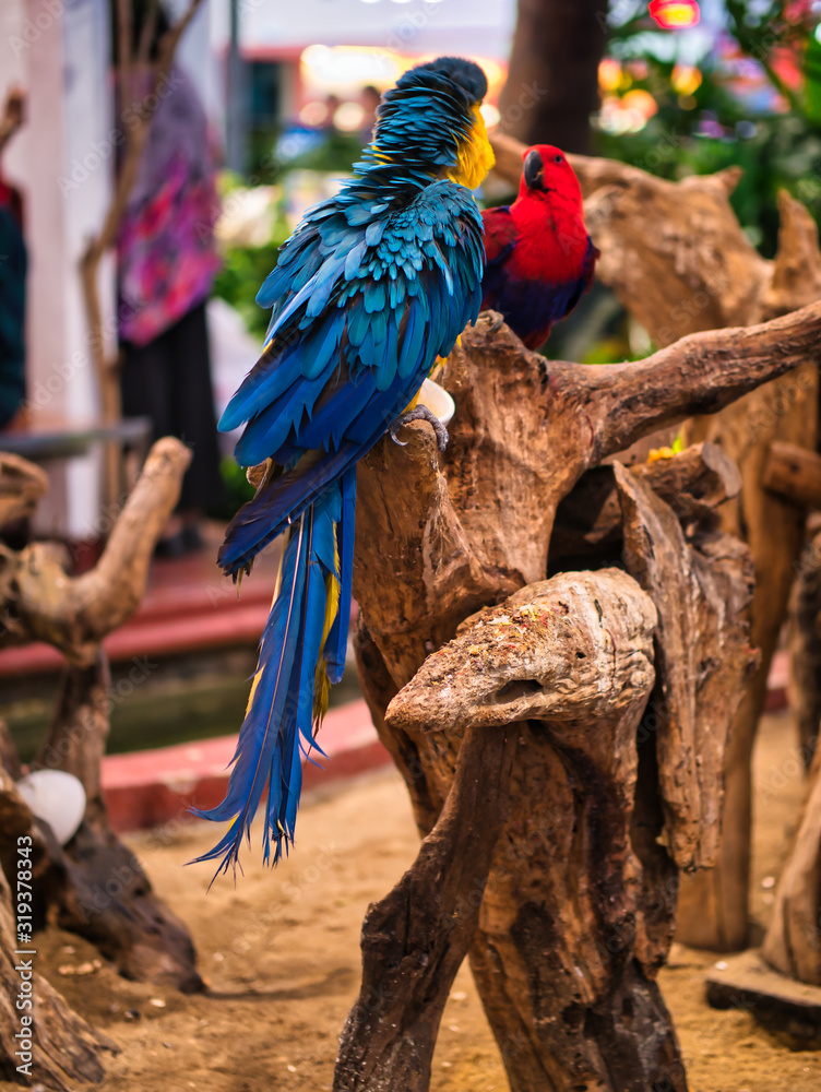 Take photos of the colorful macaw parrots with the bird care staff at