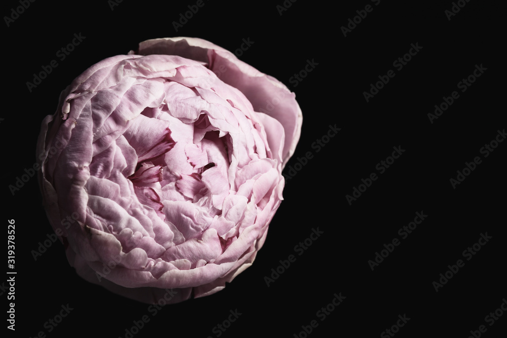 Beautiful fresh peony on black background, space for text. Floral card design with dark vintage effect Beautiful fresh peony on black background, space for text. Floral card design with dark vintage effect
