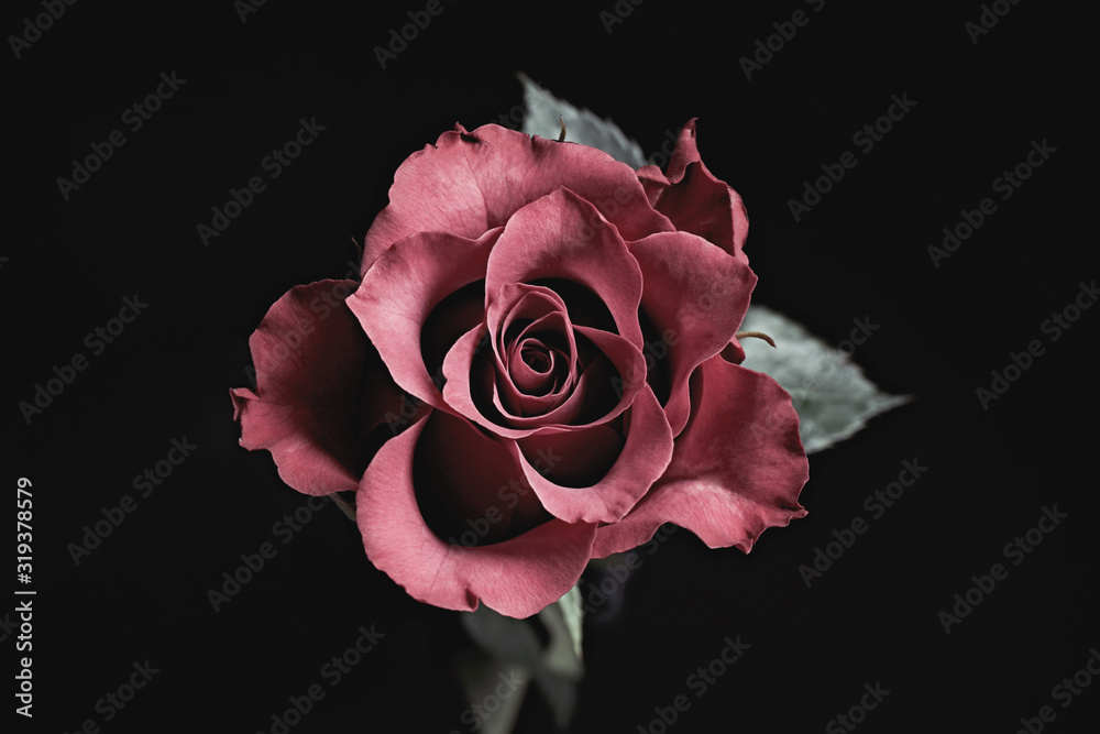 Beautiful rose on black background. Floral card design with dark vintage effect - obrazy, fototapety, plakaty 