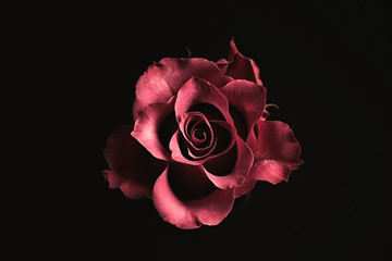 Beautiful rose on black background. Floral card design with dark vintage effect