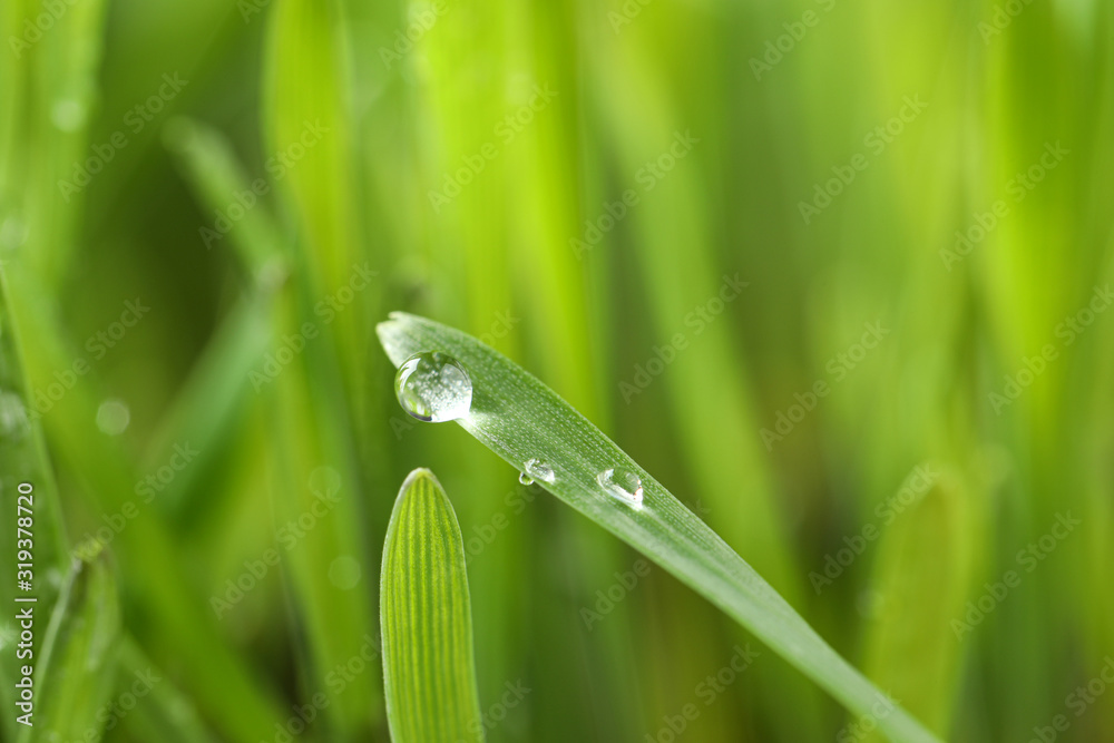 Water drops on grass blade against blurred background, closeup