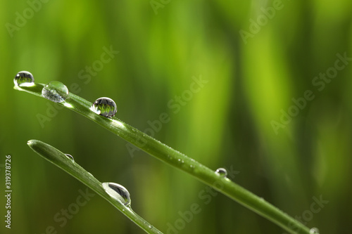 Water drops on grass blades against blurred background, closeup