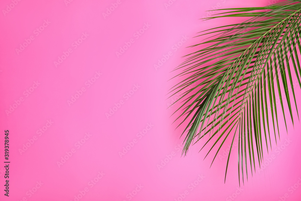 Beautiful lush tropical leaves on pink background. Space for text