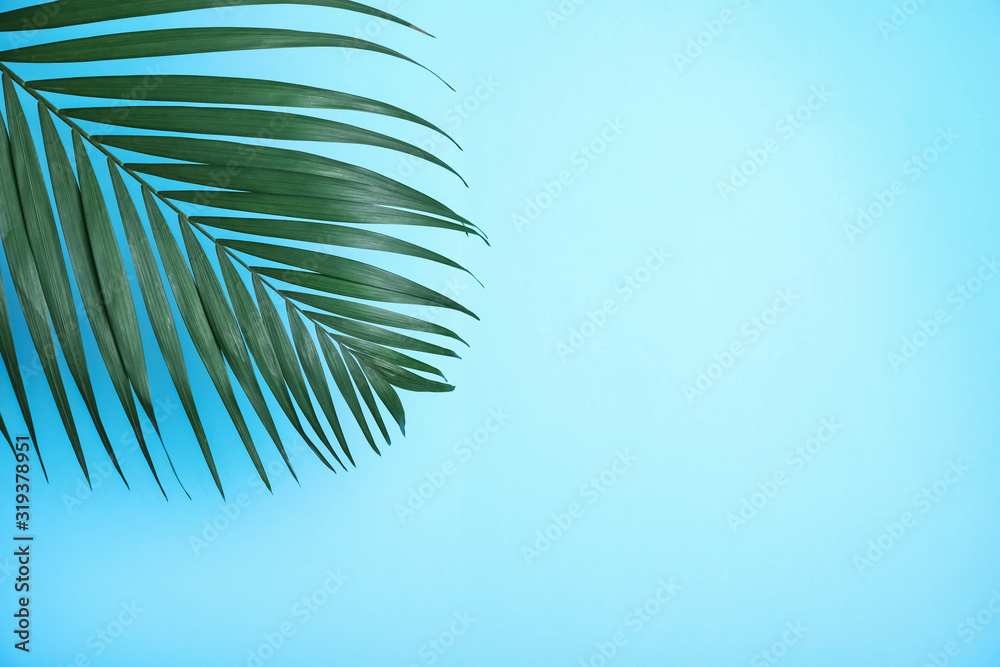 Beautiful lush tropical leaf on light blue background. Space for text