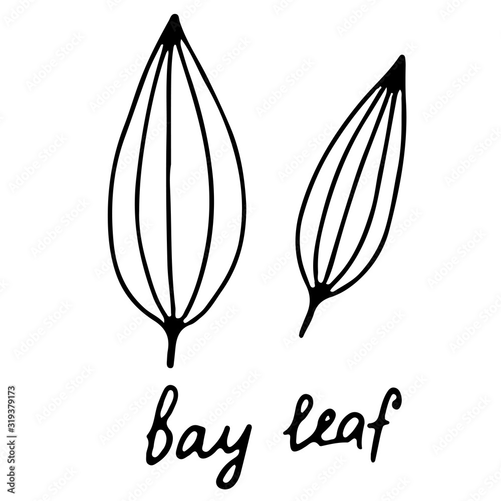 Fototapeta premium Hand drawn isolated indian food icon. Black outline illustration of indian spice. Bay leaf icon