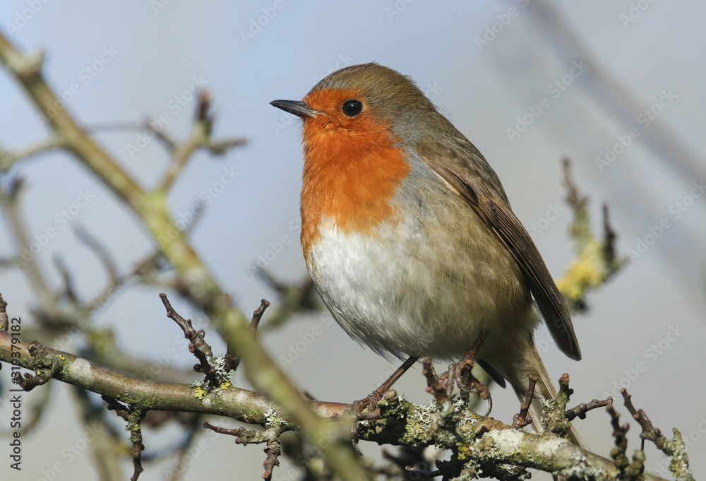 A pretty Robin, Erithacus rubecula, perched on a branch of a Hawthorn tree. A pretty Robin, Erithacus rubecula, perched on a branch of a Hawthorn tree.