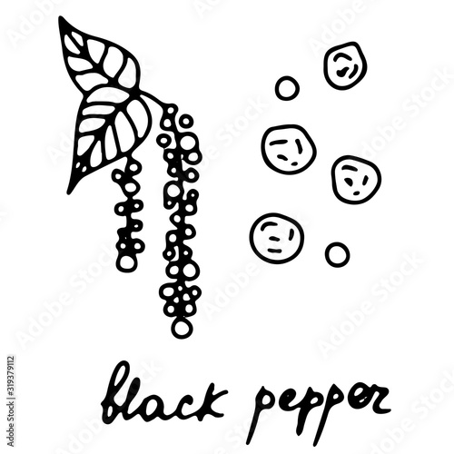Hand drawn isolated traditional indian food icon. Black outline illustration of indian spice. Black pepper icon