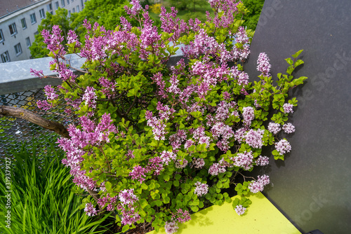 Flowering summer lilac on a roof terrace next to a green-clad outdoor kitchen and black wall