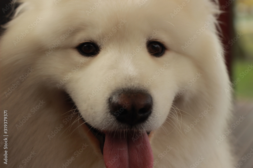 playful portrait of a cute fluffy furry happy Samoyed male family pet dog posing in a park in winter, Victoria Australia playful portrait of a cute fluffy furry happy Samoyed male family pet dog posing in a park in winter, Victoria Australia