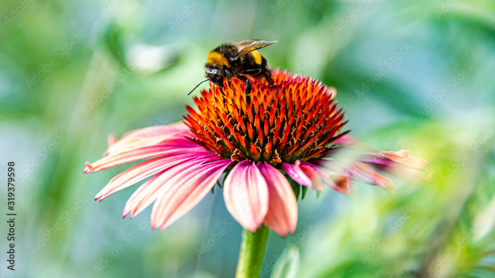 Purple coneflower (Echinacea purpurea Sundown) with a pollen collecting bumble bee Purple coneflower (Echinacea purpurea Sundown) with a pollen collecting bumble bee