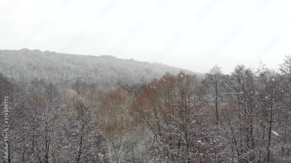 White snow falls on gray trees in the forest. View from the top of the forest. The first snow in the winter. White snow falls on gray trees in the forest. View from the top of the forest. The first snow in the winter.