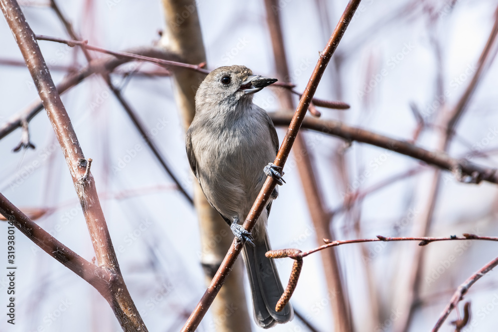 Oak titmouse (Baeolophus inornatus) holding a sunflower seed perched on a branch; blurred background, San Francisco bay area, California Oak titmouse (Baeolophus inornatus) holding a sunflower seed perched on a branch; blurred background, San Francisco bay area, California
