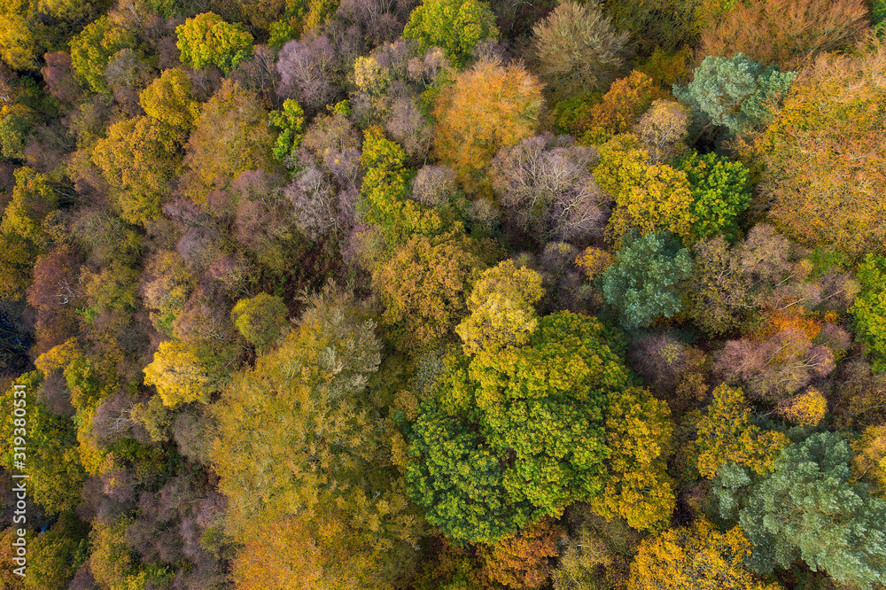 Aerial drone shot of Autumn-able colours from trees turning yellow near Hebden bridge