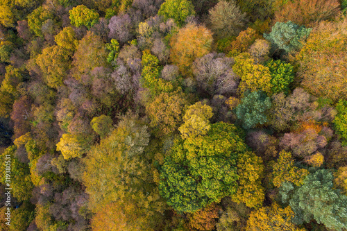 Aerial drone shot of Autumn-able colours from trees turning yellow near Hebden bridge © jmh-photography