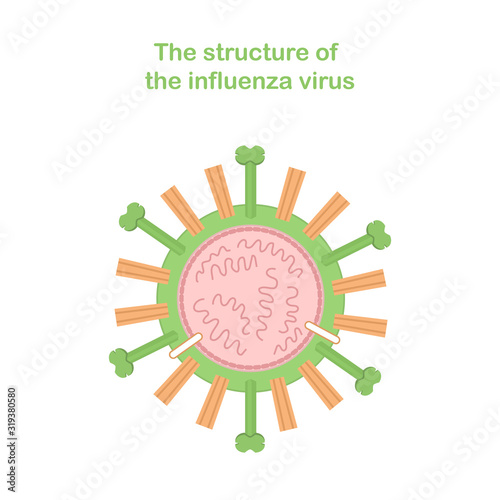 Scheme of the structure of the influenza virus. Medical infographics.