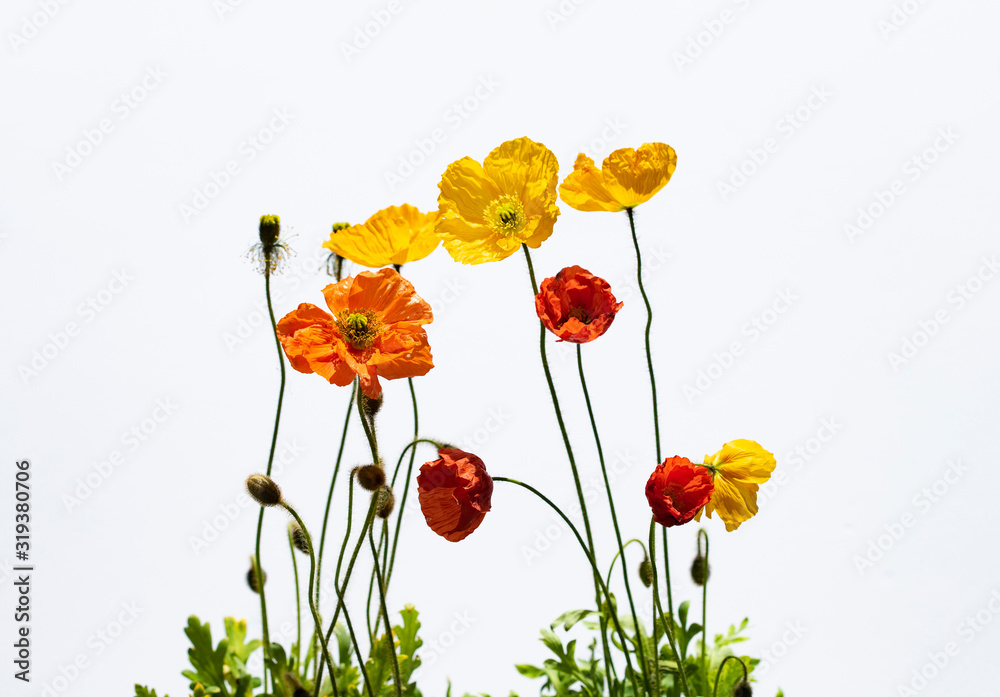 Naklejka premium Poppy flowers isolated on white