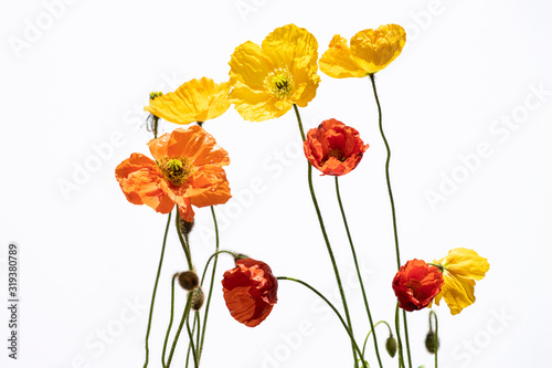 Poppy flowers isolated on white