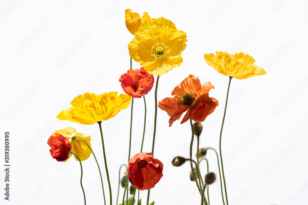 Naklejka premium Poppy flowers isolated on white