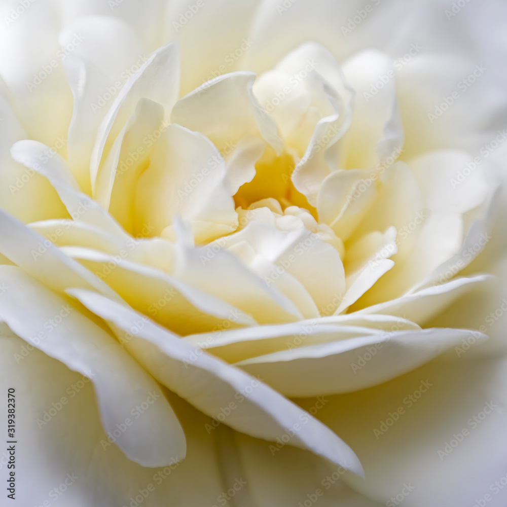 Fototapeta premium White Rose flower close-up