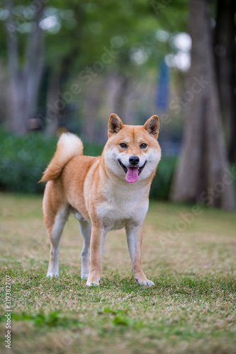 Shiba Inu playing in the park grass