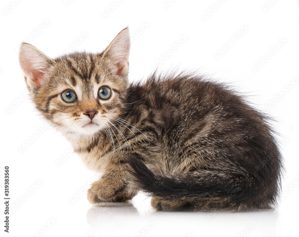 Obraz premium Small gray kitten isolated on white background