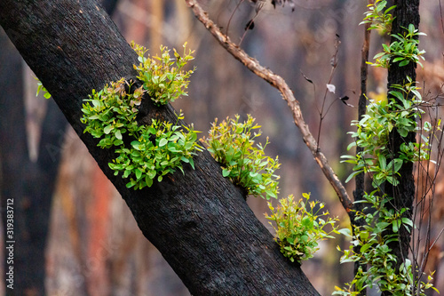 Trees recover after bush fires in Australia