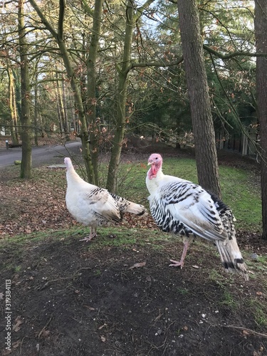Turkeys in a dutch village