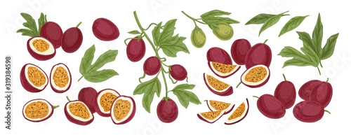 Set of realistic ripe tropical fruits half and slices vector illustration. Colored graphic hand drawn passion fruit isolated on white background. Collection of growth with leaves