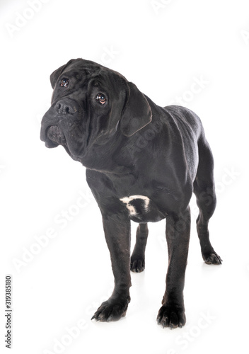 cane corso in studio