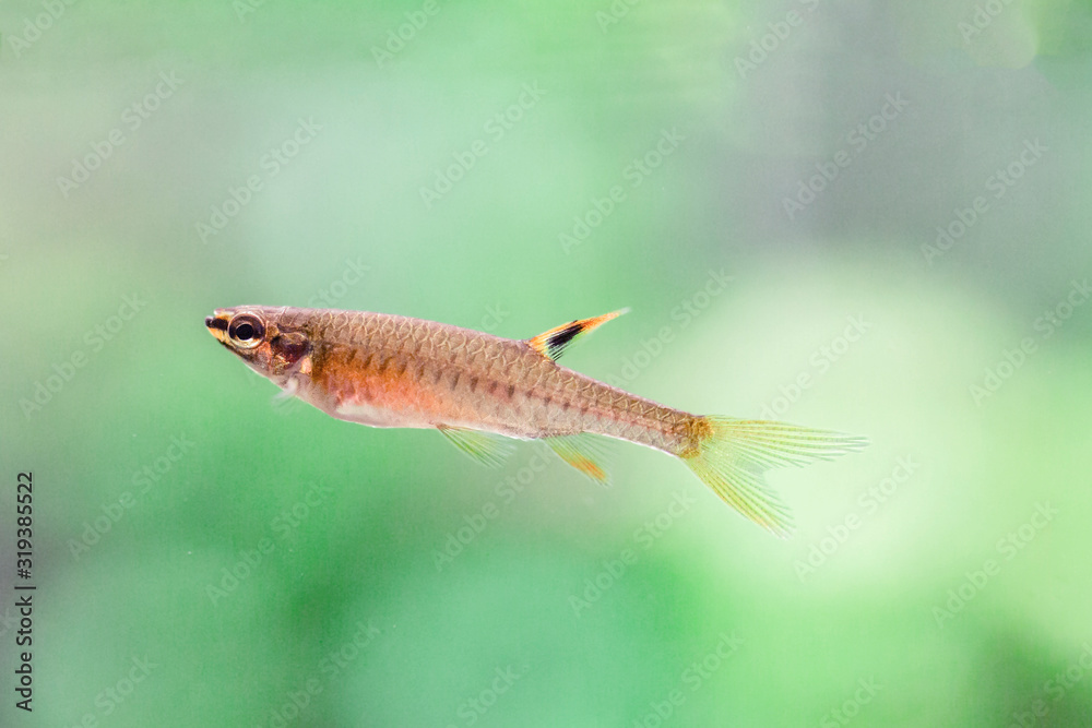 Copella arnoldi – Splash Tetra - Spraying characin Copella arnoldi – Splash Tetra - Spraying characin