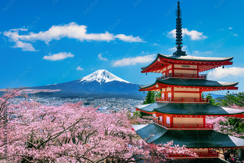 Cherry blossoms in spring, Chureito pagoda and Fuji mountain in Japan.