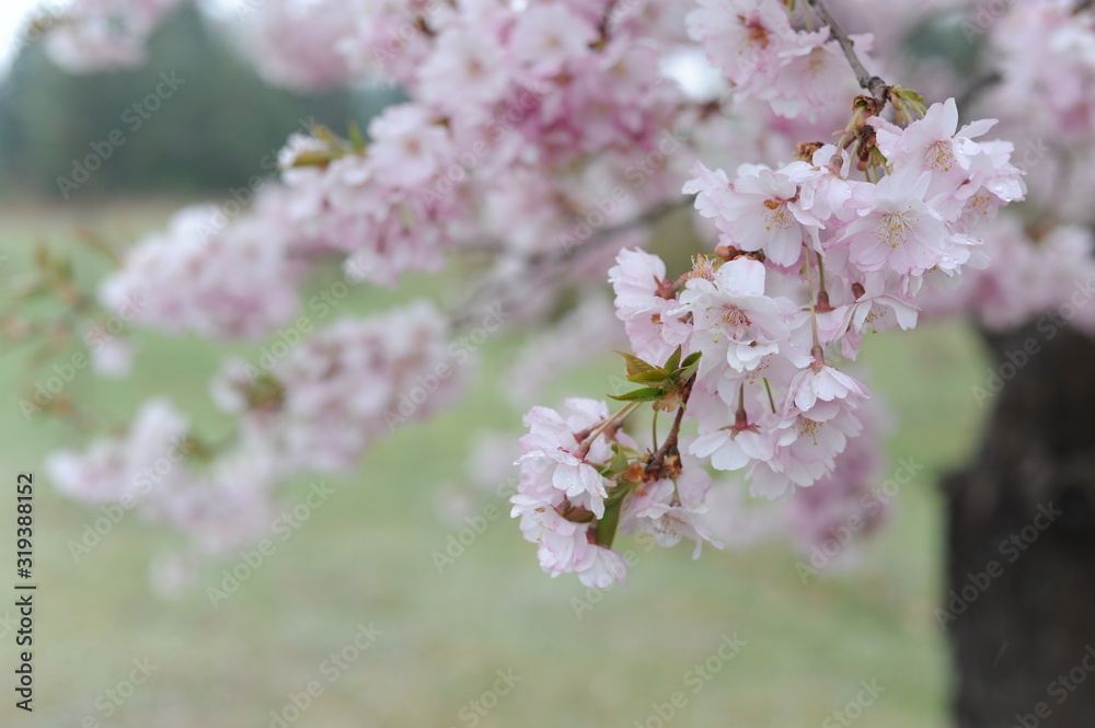 Beautiful Japanese cherry blossom somei yoshino sakura in full bloom in a park in spring